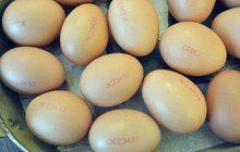 Trhu škodí polská vejce!