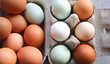 Barvu vajec ovlivní jak strava, tak druh slepice