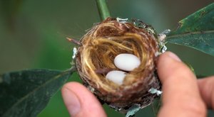 Od vajíčka k vejci: Zázrak ukrytý ve skořápce