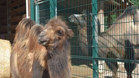 Mladé velbloudě Aiko v plzeňské zoo, v pozadí jeho máma Kayla