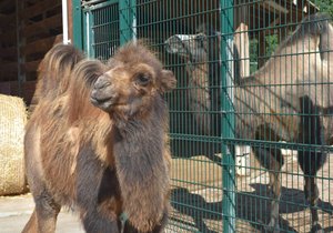 Mladé velbloudě Aiko v plzeňské zoo, v pozadí jeho máma Kayla