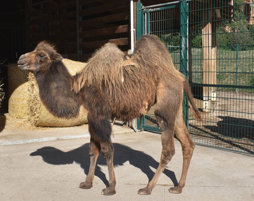 Mladé velbloudě Aiko v plzeňské zoo