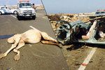 Dopravní nehody s velbloudem mohou být smrtící. V Saúdské Arábii takto zahynula čtyřčlenná rodina.