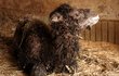 Velbloud dvouhrbý - Své jubilejní 30. mládě zplodil v Zoo Liberec samec velblouda dvouhrbého Claudius (23). Na svět už přivedl 24 samiček a i poslední potomek je holka. Narodila se v úterý 13. března a dostala jméno Selenga. 