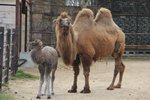 Hodonínská zoo se chlubí novým přírůstkem, sedmileté velbloudici dvouhrbé se narodila dcera.