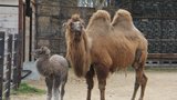 V Hodoníně se narodila velbloudí slečna: Jména se nedočká, zoo nechce zvířata „polidšťovat“