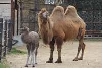 V Hodoníně se narodila velbloudí slečna: Jména se nedočká, zoo nechce zvířata „polidšťovat“