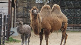 Hodonínská zoo se chlubí novým přírůstkem, sedmileté velbloudici dvouhrbé se narodila dcera.