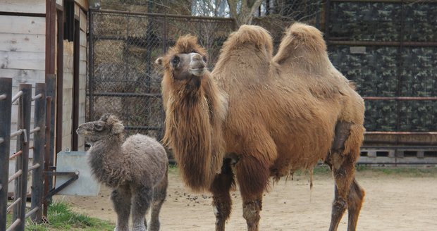 Hodonínská zoo se chlubí novým přírůstkem, sedmileté velbloudici dvouhrbé se narodila dcera.