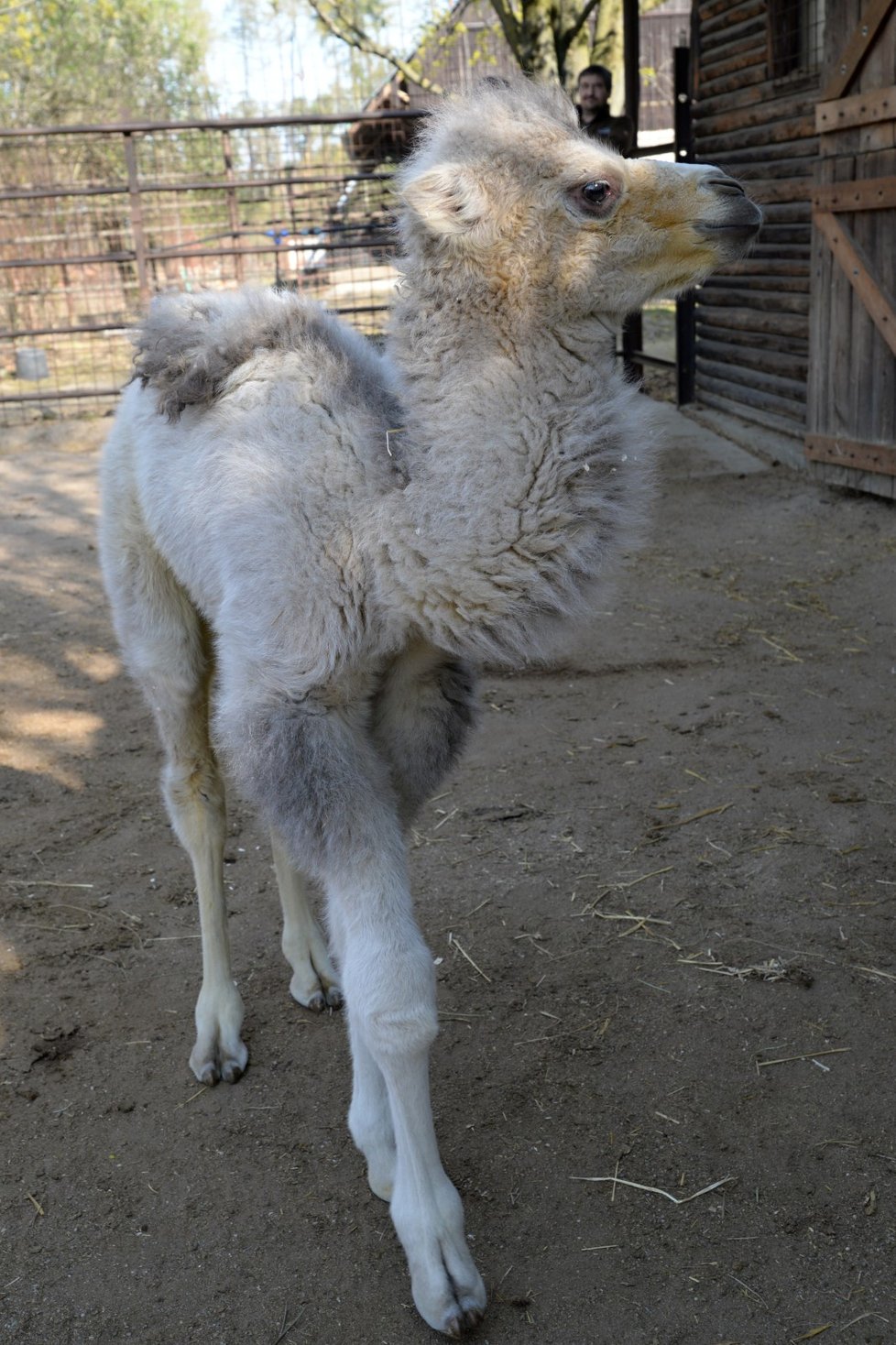 Malá Masafi je dvacet let očekávaným mládětem dvouhrbých velbloudů v olomoucké zoo