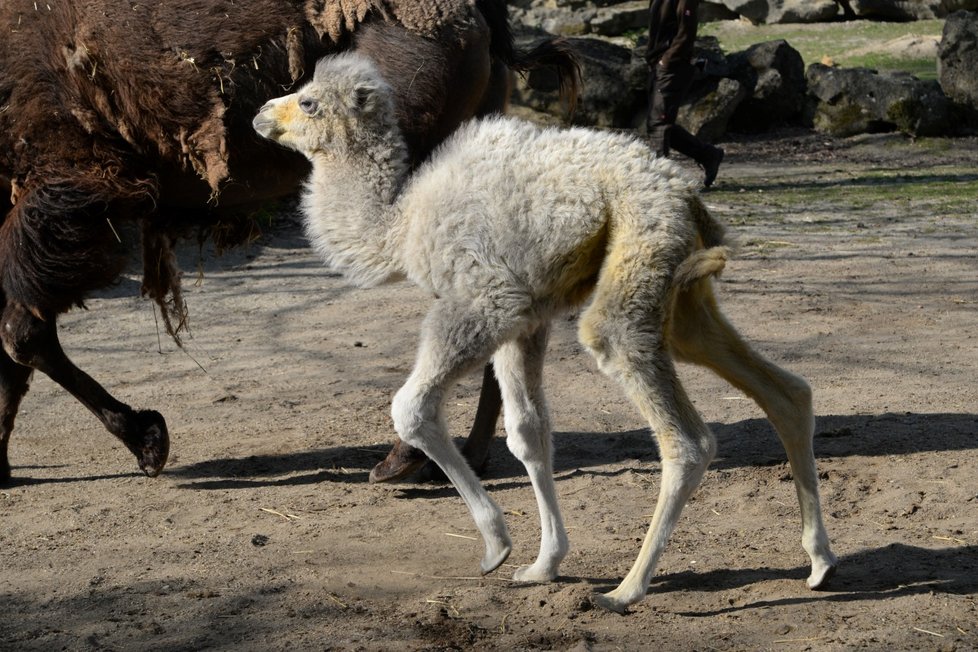 Malá Masafi je dvacet let očekávaným mládětem dvouhrbých velbloudů v olomoucké zoo