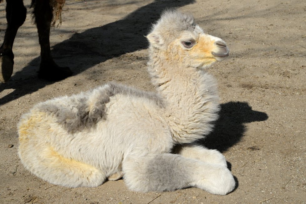 Malá Masafi je dvacet let očekávaným mládětem dvouhrbých velbloudů v olomoucké zoo