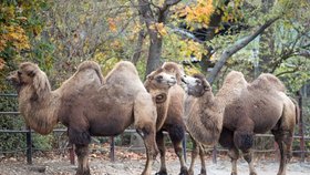 V Safari parku na Českobudějovicku pošel už třetí velbloud: Někdo je krmí cukrem, ten je pak zabíjí!