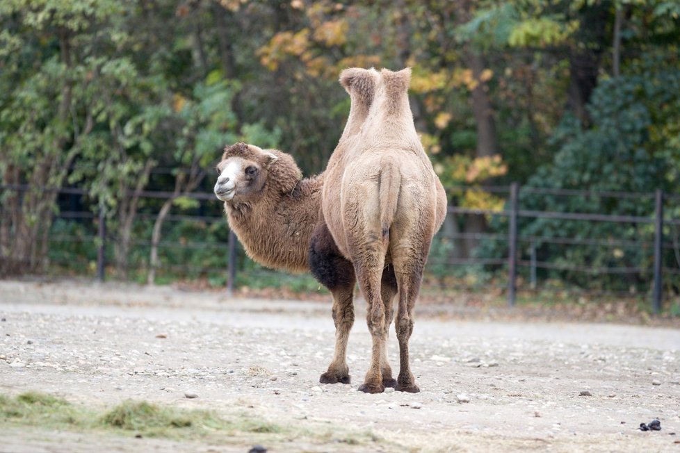 Velbloud dvouhrbý, Zoo Praha.