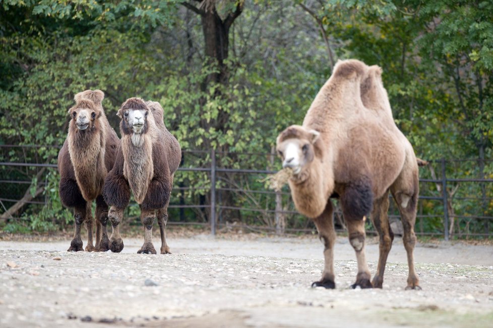 Velbloud dvouhrbý, Zoo Praha