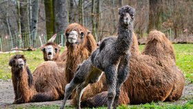 Mládě velblouda dvouhrbého, které se narodilo v Zoo Zlín během března.