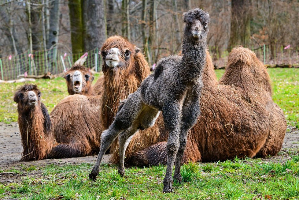 Mládě velblouda dvouhrbého, které se narodilo v Zoo Zlín.