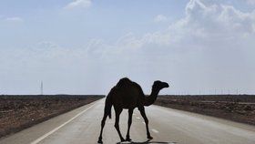 Masový odstřel korábů pouště: V Austrálii zlikvidovali 5 tisíc velbloudů!