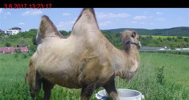 Strážníci si lámali hlavu, co s velbloudem: Zvíře znudila svatba, vydalo se na obhlídku Brna!