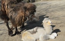 V Zoo Olomouc na Svatém Kopečku slaví: »Dvoukopcové« mládě mají po 20 letech