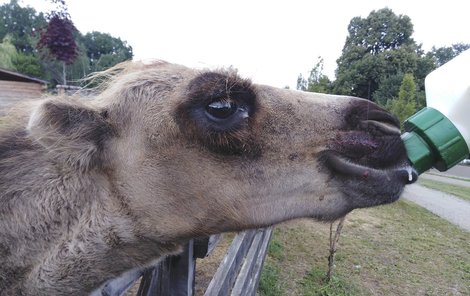 Mladá velbloudice Sisi měla ránu mezi nosem a rtem.