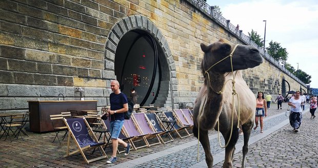 Žena v Praze venčila velblouda! Viděli je u Tančícího domu, měl varovat před rozšiřováním sucha