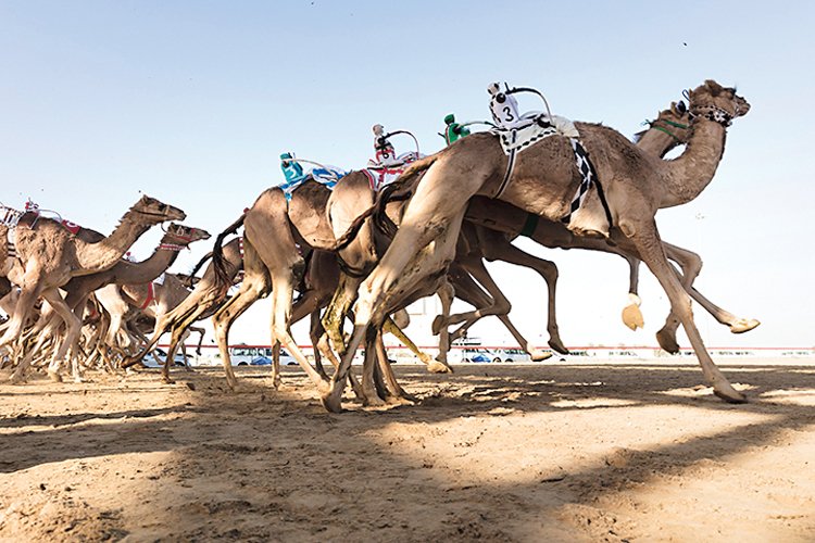 Závody velbloudů na poušti mají na blízkém východě dlouhou tradici - teď už ale závodí roboti