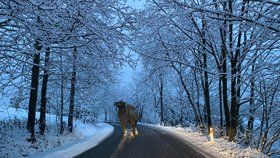 Šéf libereckých silničářů vyfotil na silnici velblouda. Unikl z výběhu poté, co sníh zkratoval ohradník
