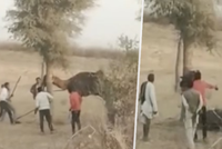 Velbloud rozkousal majiteli hlavu: Mužova rodina zvíře umlátila, týrání zachytila kamera!