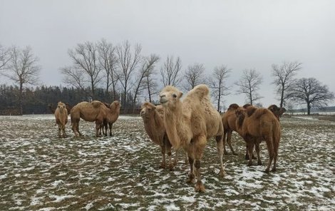 V mrazivém počasí se velbloudi spokojeně procházejí po loukách na Táborsku.