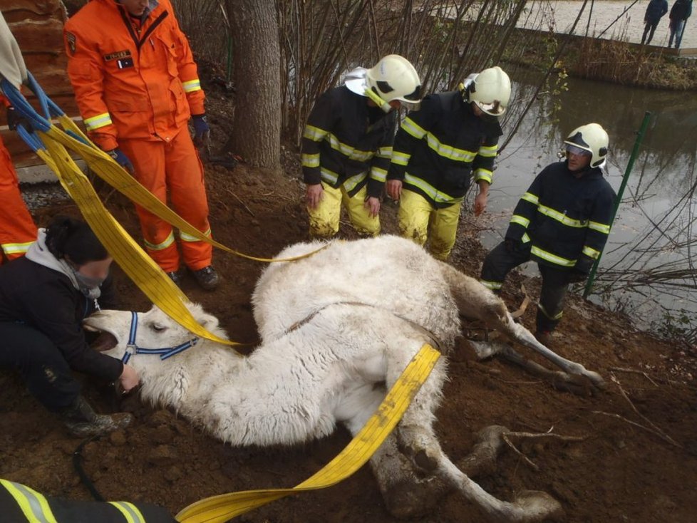 Hasiči zachraňovali velblouda z rybníka v Hulíně