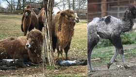 Samice velblouda Majda si lehla ve výběhu ke stromu a začala rodit. Čerstvě narozená samička za chvíli už sama běhala po výběhu.