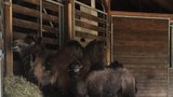 Dvouměsíční velbloudě z plzeňské zoo: Statečná Anissa se zatím bojí