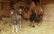 Ikonickým plzeňským zvířetem je velbloud, kterého má město ve znaku. Ve zdejší zoo teď mají co oslavovat. Narodilo se tu mládě a také sem z Německa dorazila čerstvá krev, velbloudí samec Jafar (1).