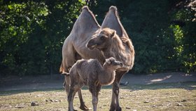 V pražské zoo oslavují. Narodila se velbloudice.