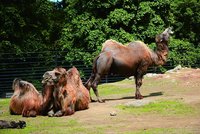 Z texaské zoo někdo ukradl velblouda a poníka