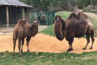 Nová velbloudí slečna v plzeňské zoo: Divoká Terezka ráda a přesně plive