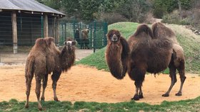 Nová velbloudice Terezka (1) v plzeňské zoo. Vpravo druhá samice Kayla.