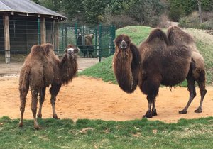 Nová velbloudice Terezka (1) v plzeňské zoo. Vpravo druhá samice Kayla.