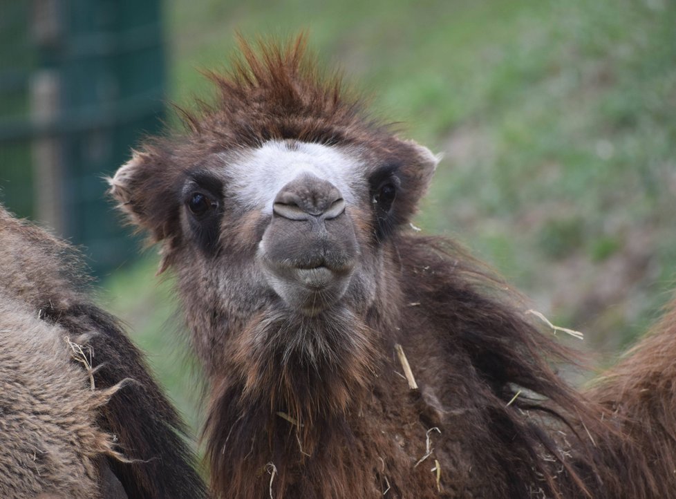 Nová velbloudice Terezka (1) v plzeňské zoo.