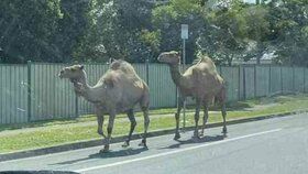 Uteklí velbloudi v australském Brisbane.