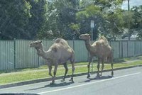 Trojice velbloudů se procházela centrem města: Utekli z jesliček a kličkovali mezi auty