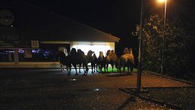 Na parkovišti u Lidlu postávala skupina velbloudů, utekli z cirkusu