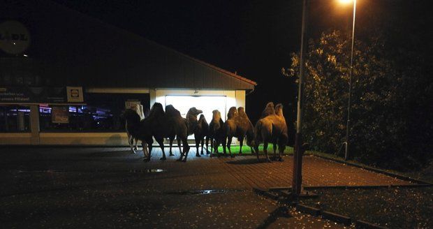 Pozdvižení v Lidlu: Na parkovišti „lelkovala“ skupina velbloudů, utekli z cirkusu