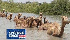 Vzácné plemeno velbloudů dokáže plavat. Těžba soli ale jeho populace decimuje a bude hůř