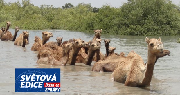 Vzácné plemeno velbloudů dokáže plavat. Těžba soli ale jeho populace decimuje a bude hůř