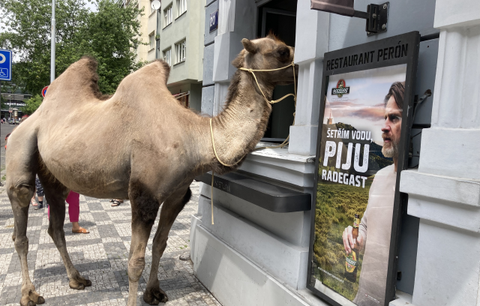 V Praze a Ostravě se potulovali velbloudi. Budou u nás jako doma?
