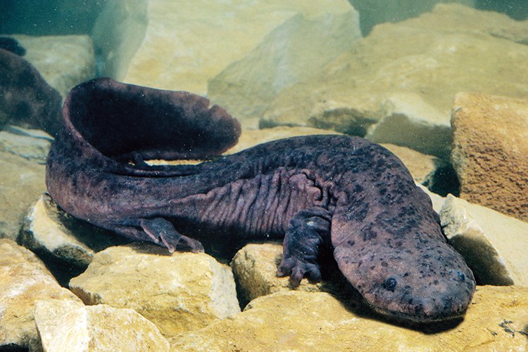 Také největší současný obojživelník, přes 1,5 m dlouhý velemlok čínský (Andrias davidianus) je kriticky ohrožený