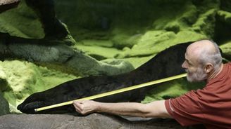 Pražská ZOO má zřejmě světový rekord. Je jím nejdelší žijící velemlok