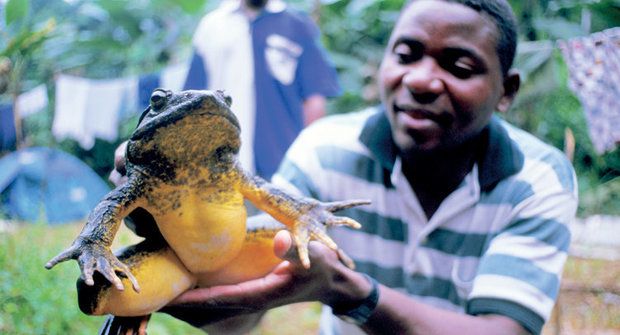 Žabí vzpěrači: Jak veleskokani pečují o potomky